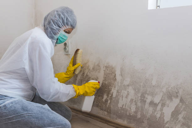 Best Mold Testing  in Highlandville, MO