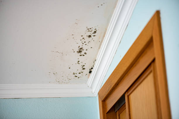 Best Professional Mold Removal  in Highlandville, MO