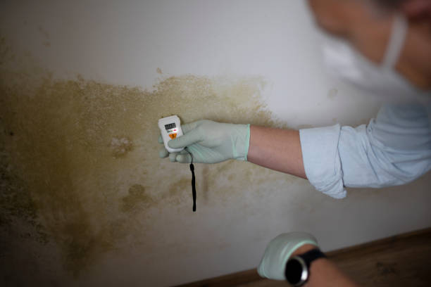Best Fast Mold Removal  in Highlandville, MO