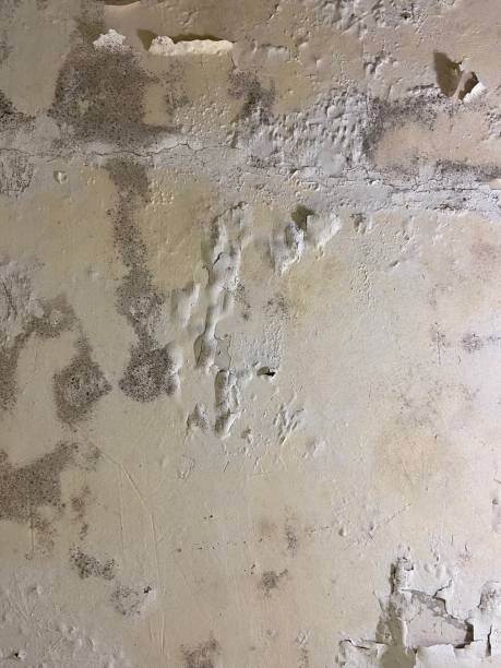 Best Commercial Mold Removal  in Highlandville, MO