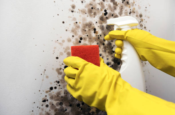 Trusted Highlandville, MO Mold Removal Experts