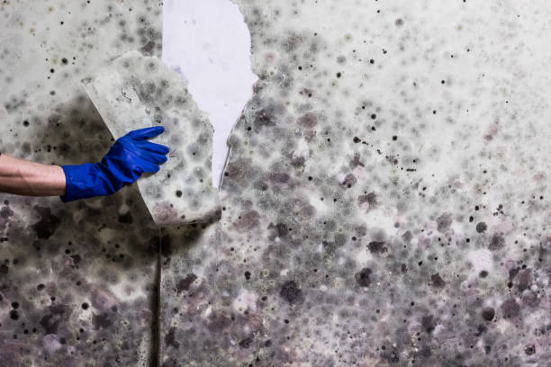 Home Mold Removal in Highlandville, MO